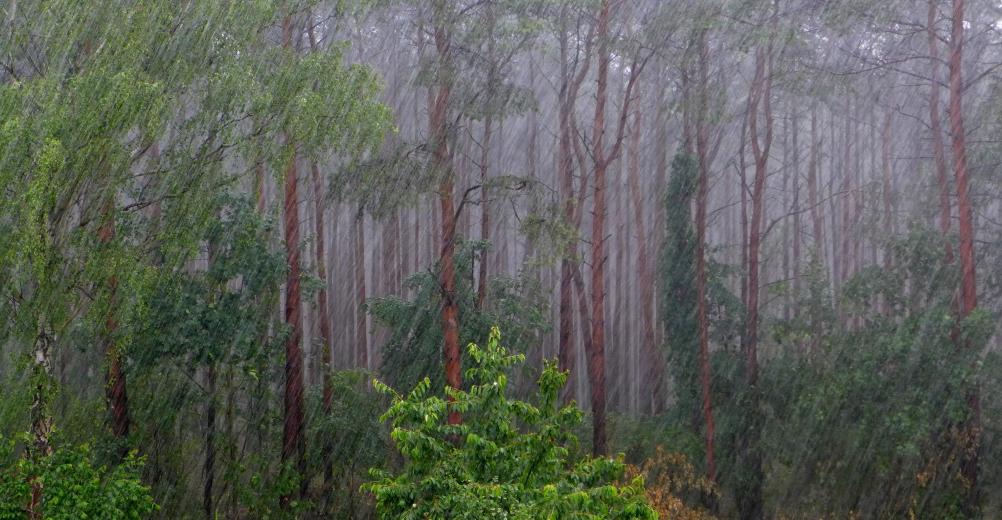Kerstin Wüstenhöfer-Loges, Fotografie, “Rainy Day“, 2017