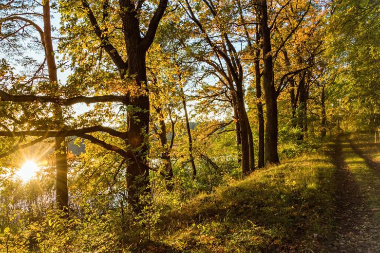 Kerstin Wüstenhöfer-Loges, Fotografie, “Waldweg am See“, 2017