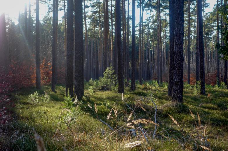 Kerstin Wüstenhöfer-Loges, Fotografie, “Waldlicht“, 2019