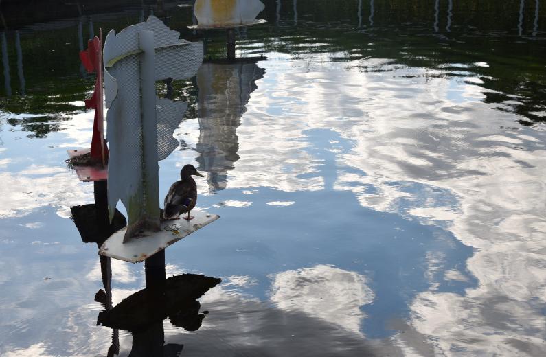 Kerstin Wüstenhöfer-Loges, Fotografie, “Ente im Glück“, 2023