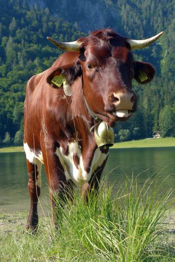 Kerstin Wüstenhöfer-Loges, Fotografie, “Rind in Oberbayern“