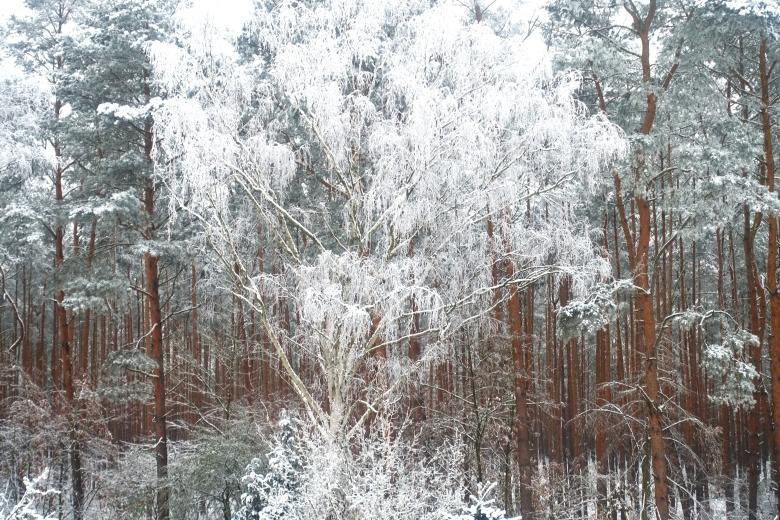 Kerstin Wüstenhöfer-Loges, Fotografie, “Winterwald“, 2024