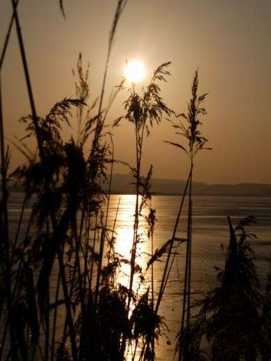 Kerstin Wüstenhöfer-Loges, Fotografie, “Abendschilf 4“, 2009