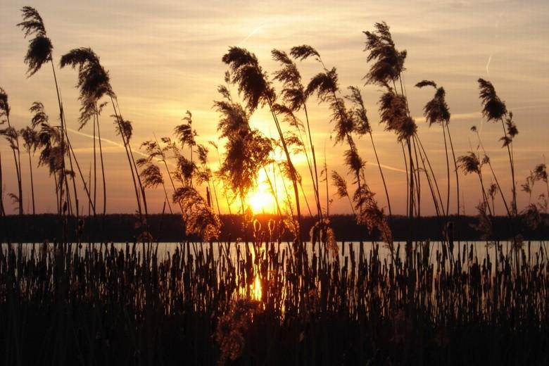 Kerstin Wüstenhöfer-Loges, Fotografie, “Abendschilf 1“, 2006