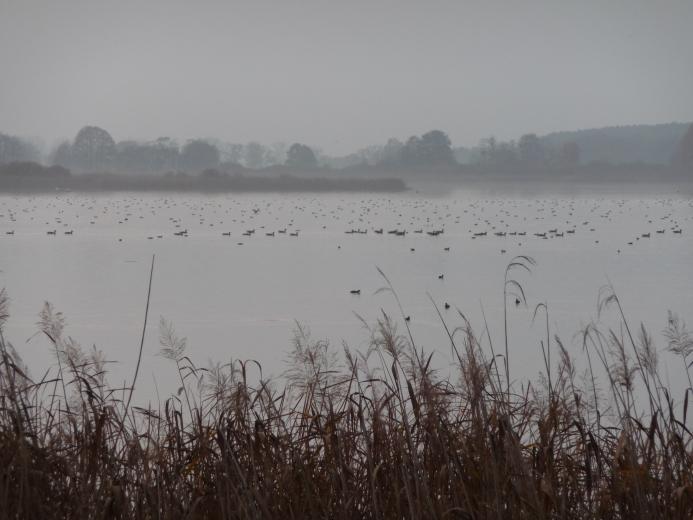 Kerstin Wüstenhöfer-Loges, Fotografie, “Vögel im Nebel“, 2011
