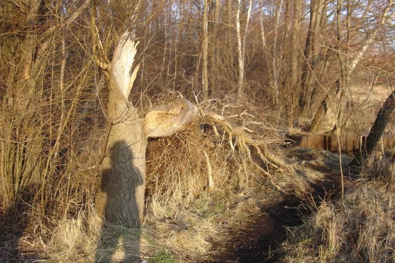 Kerstin Wüstenhöfer-Loges, Fotografie, “Geborsten 1“, 2006