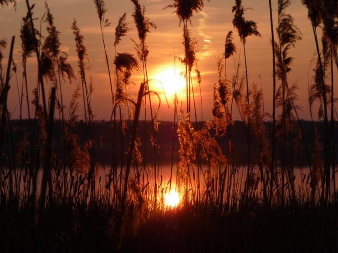 Kerstin Wüstenhöfer-Loges, Fotografie, “Abendschilf 2“, 2009