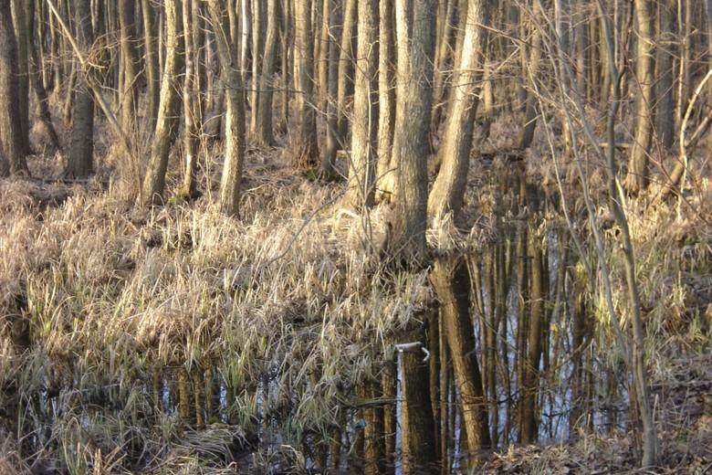 Kerstin Wüstenhöfer-Loges, Fotografie, “Herbstwald“, 2006